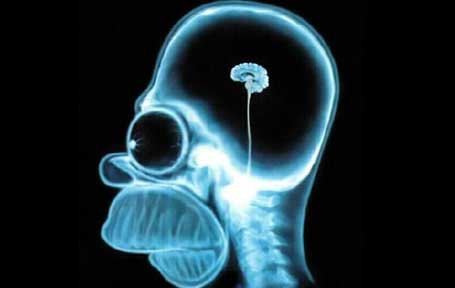 Homer Simpson Cérebro